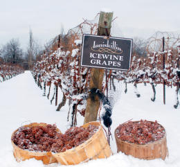 Icewine Festival - January 2015!