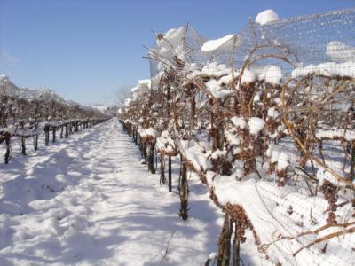 Niagara on the Lake Icewine Festival