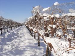 Niagara on the Lake Icewine Festival