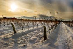 Niagara Icewine!