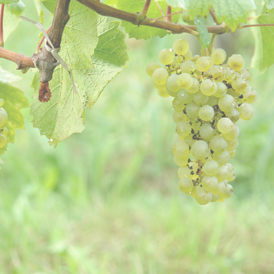 Exploring the Essence of a Local Riesling